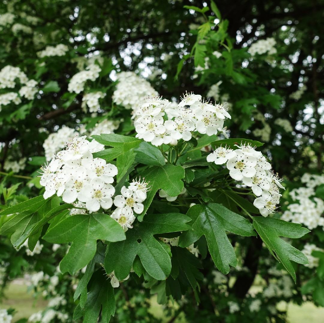 Common Hawthorn Crataegus Monogyna