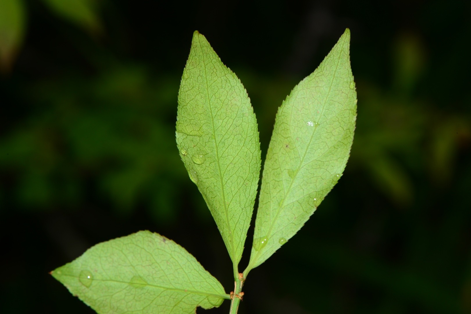 Burning bush (Euonymus alatus) Flower, Leaf, Care, Uses PictureThis