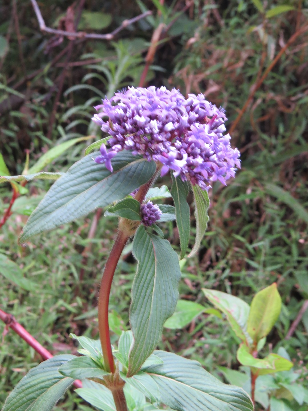 諾氏草 (Knoxia sumatrensis) 照顧,種植,繁殖,開花時間 PictureThis