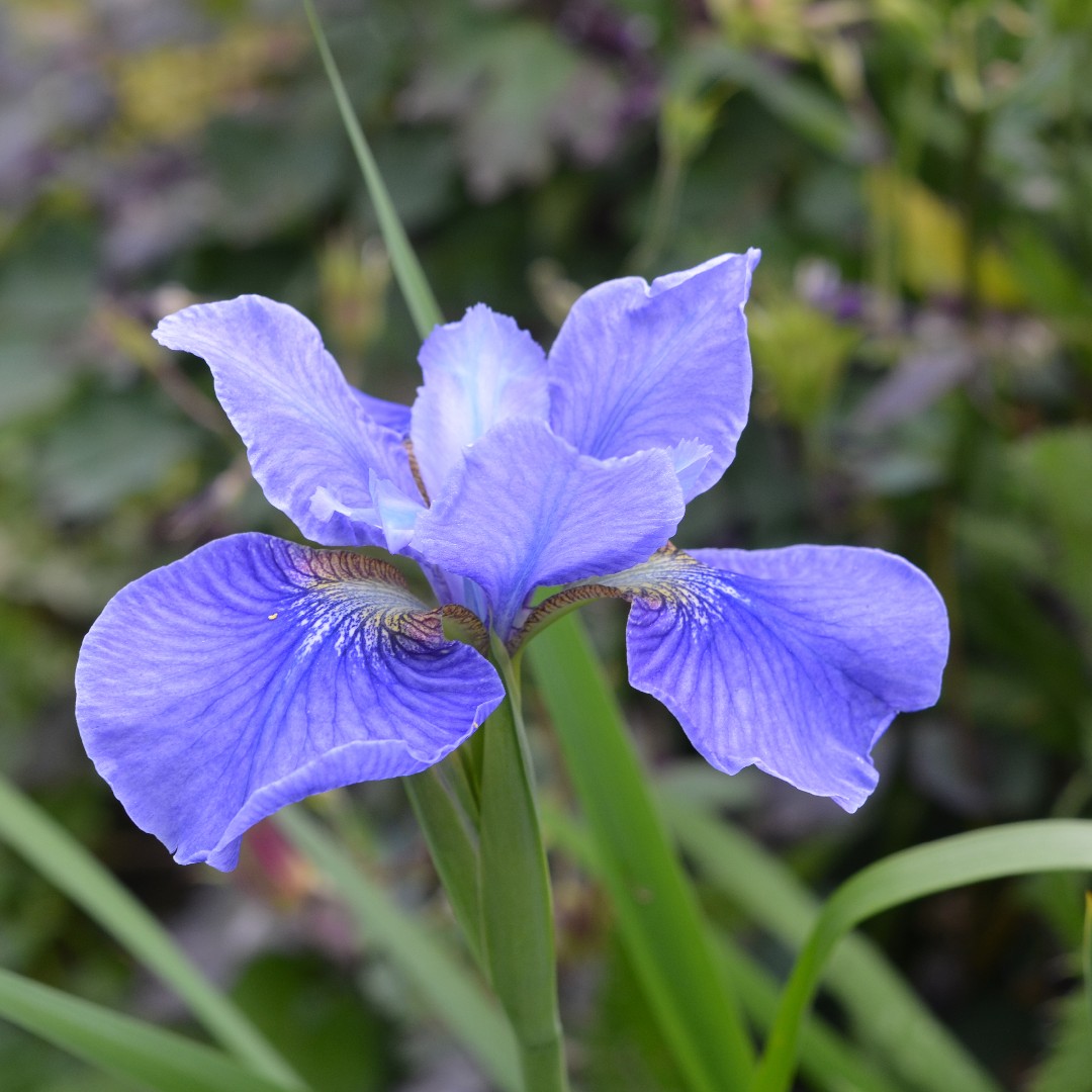 Siberian Iris (Iris sibirica) organic