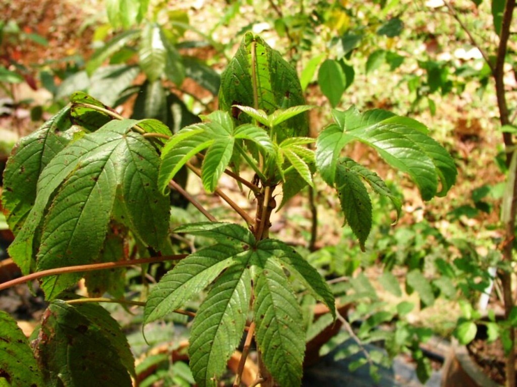 Silkcotton tree (Cochlospermum religiosum) Flower, Leaf, Care, Uses