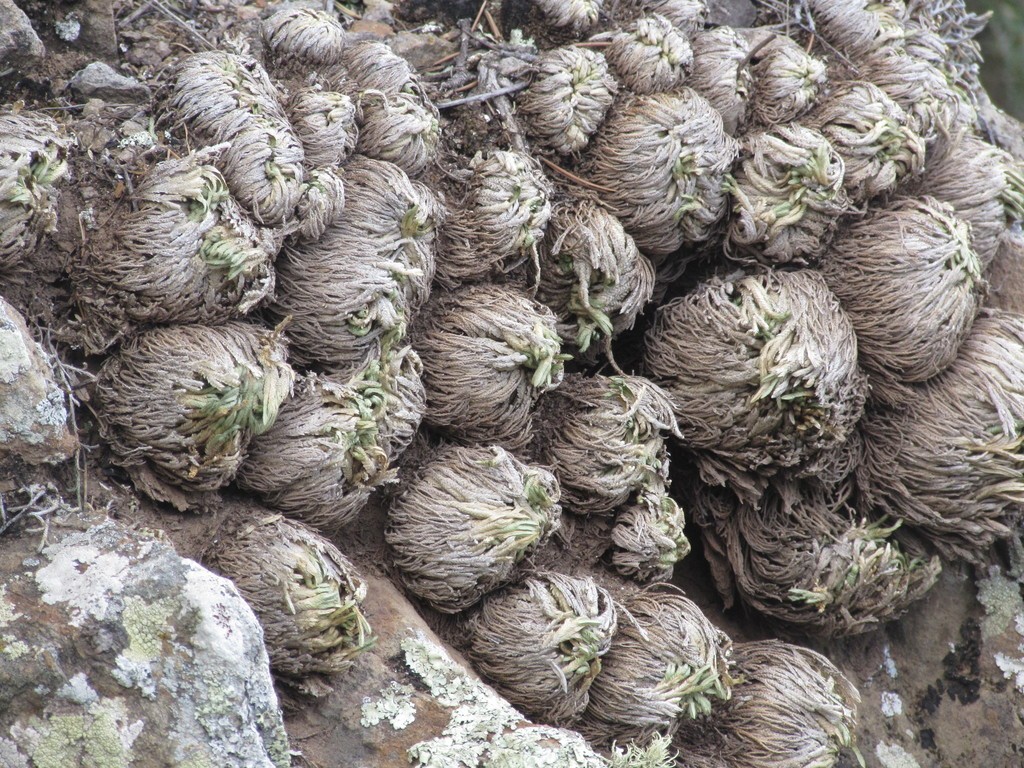 イワヒバゾク（イワヒバ属）の育て方・栽培方法