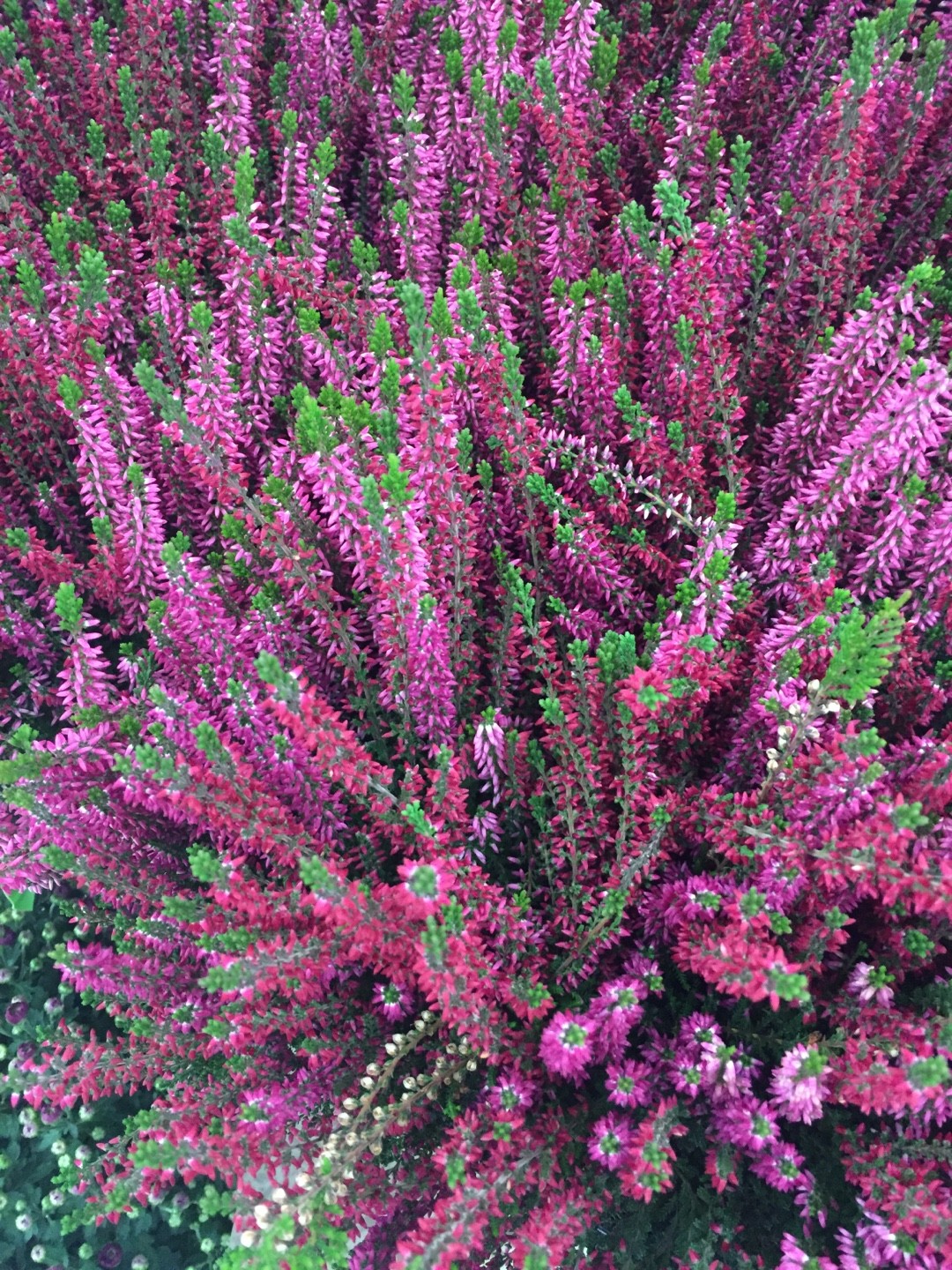 Heap Of Pink Heather Flower (calluna Vulgaris, Erica, Ling) On