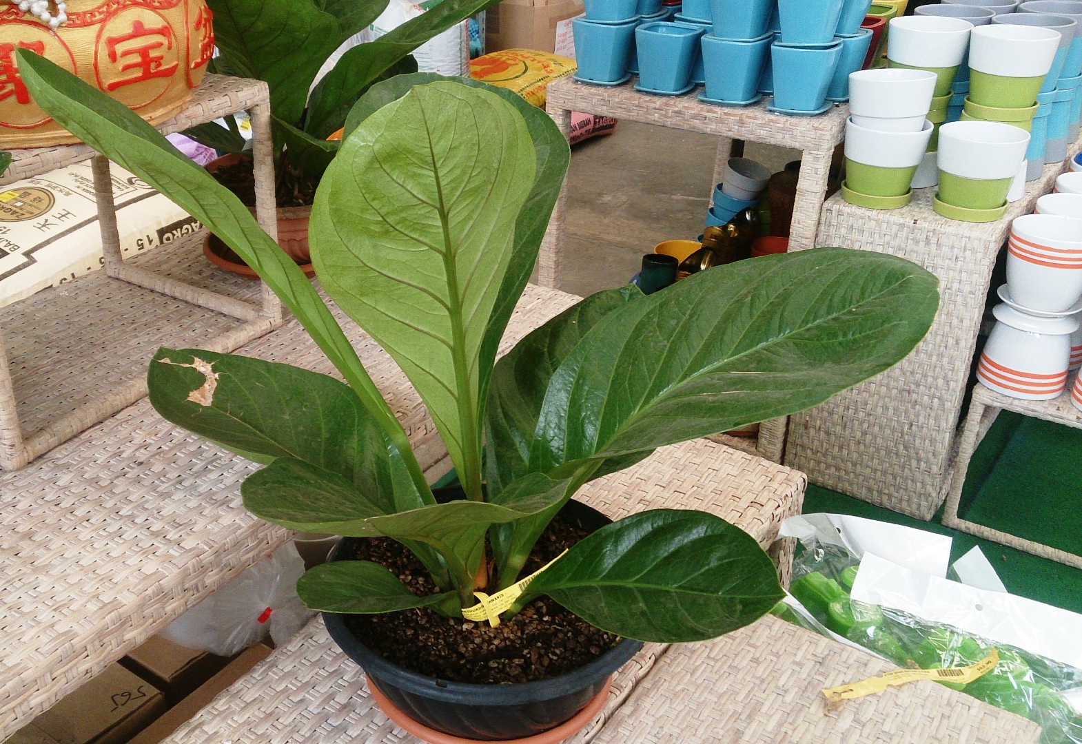 Pearl anthurium - Anthurium scandens (Care, Characteristics, Flower, Images)