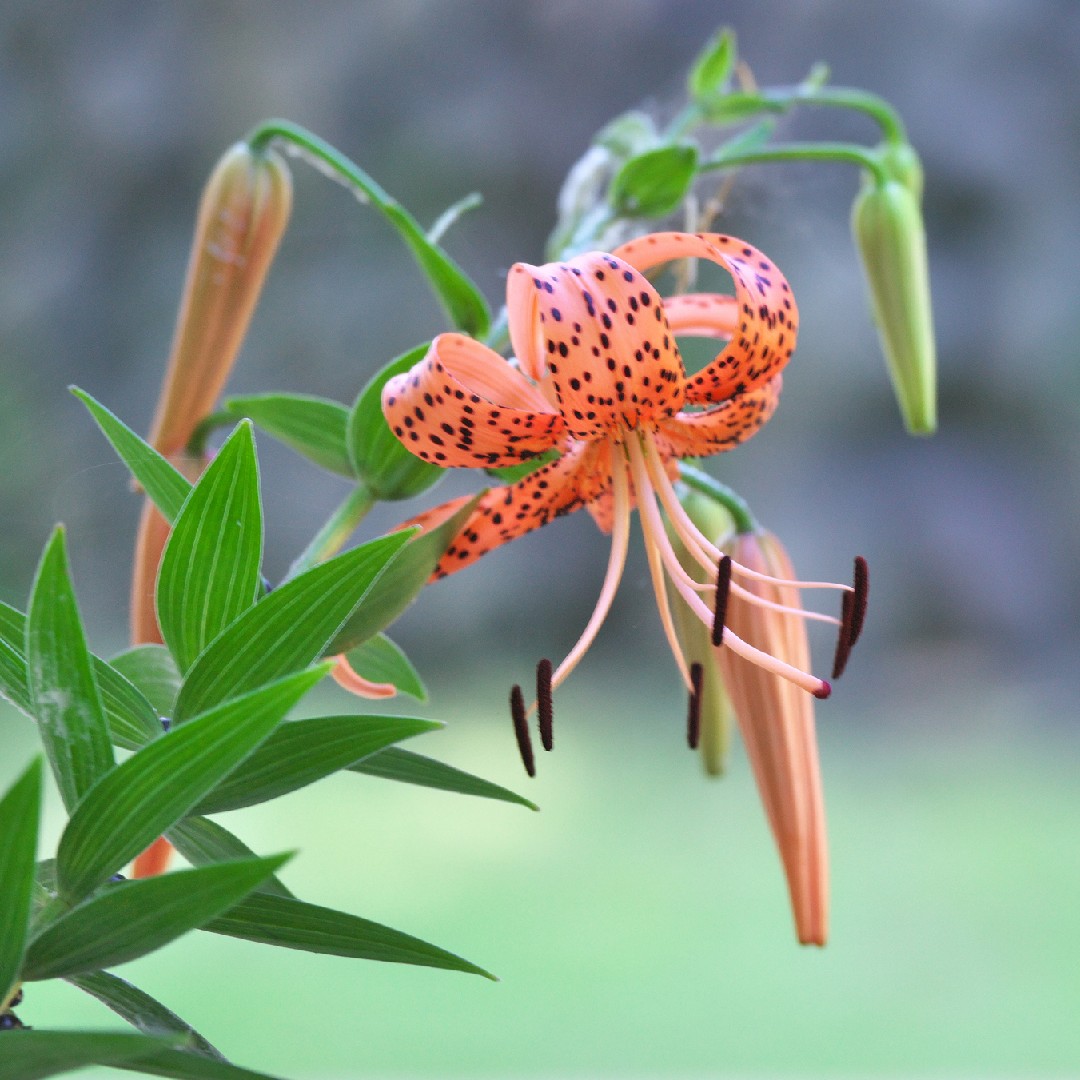 Lirio de tigre (Lilium lancifolium) - PictureThis