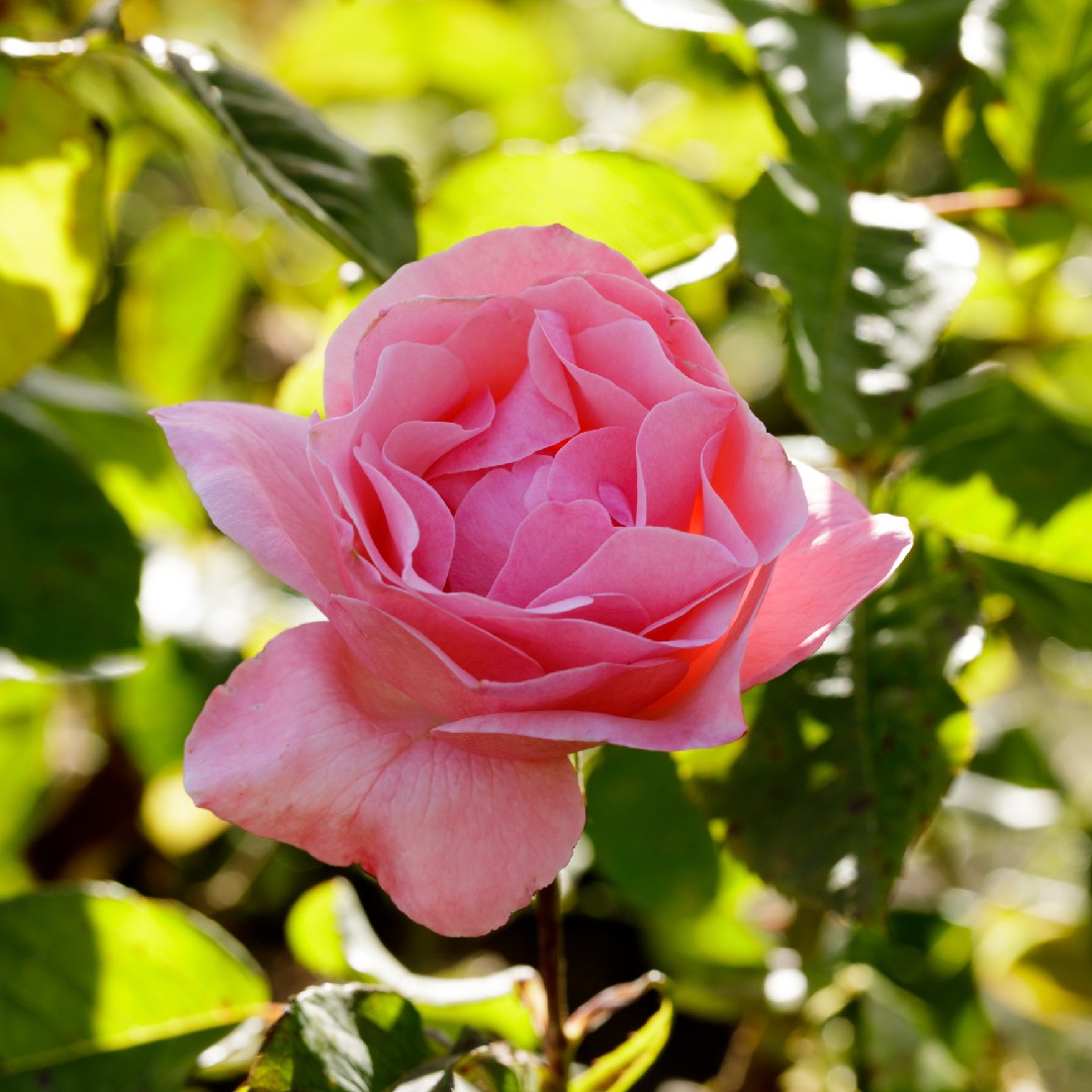 Queen Elizabeth Grandiflora Rose Care at Justin Northcote blog