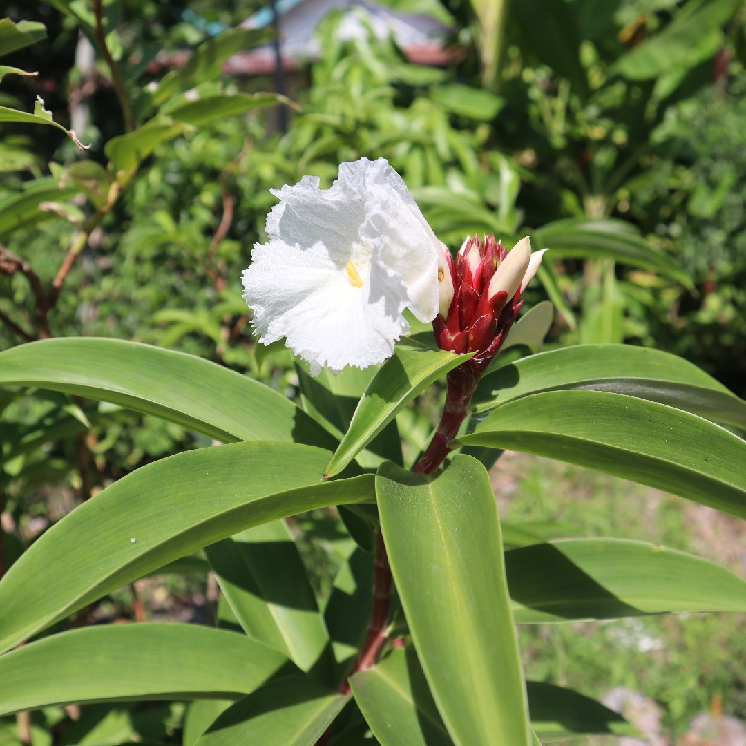 Crepe ginger (Hellenia speciosa) Flower, Leaf, Care, Uses - PictureThis