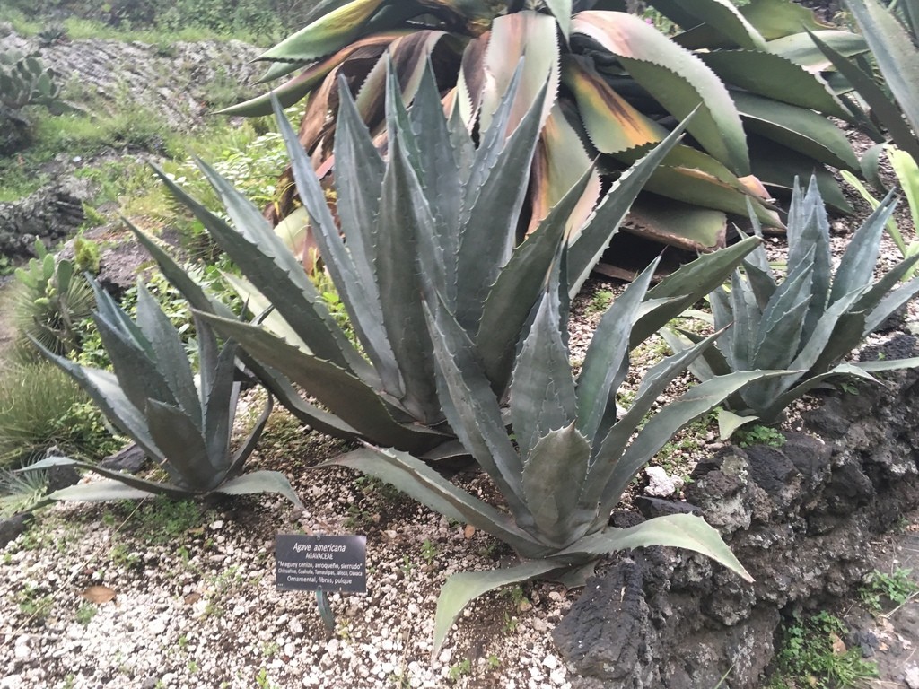 bonsai erde mischen Bonsai-Erde kaufen? ✓ Schnell versandt – Sybotanica