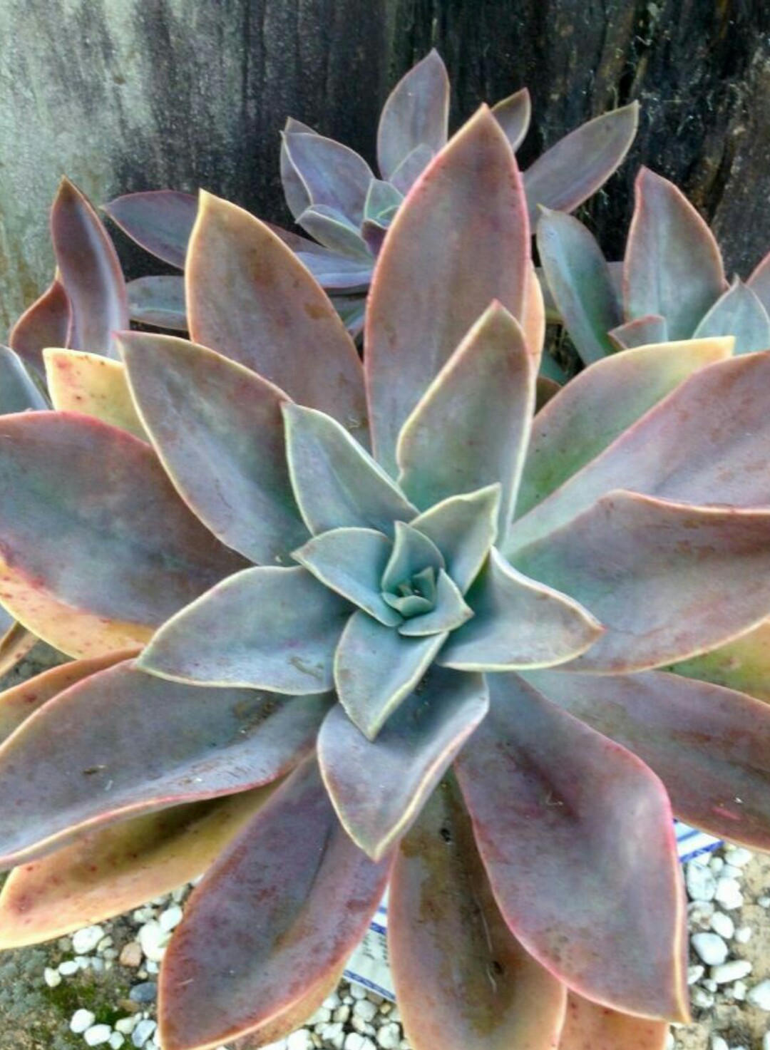 How to Grow and Care for Fred ives