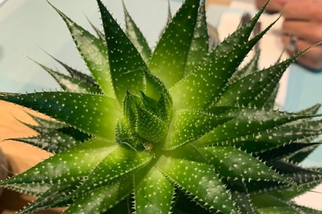 aloe vera tagescreme Aloe Vera Tagescreme mit 60% Bio Aloe Vera main image 0