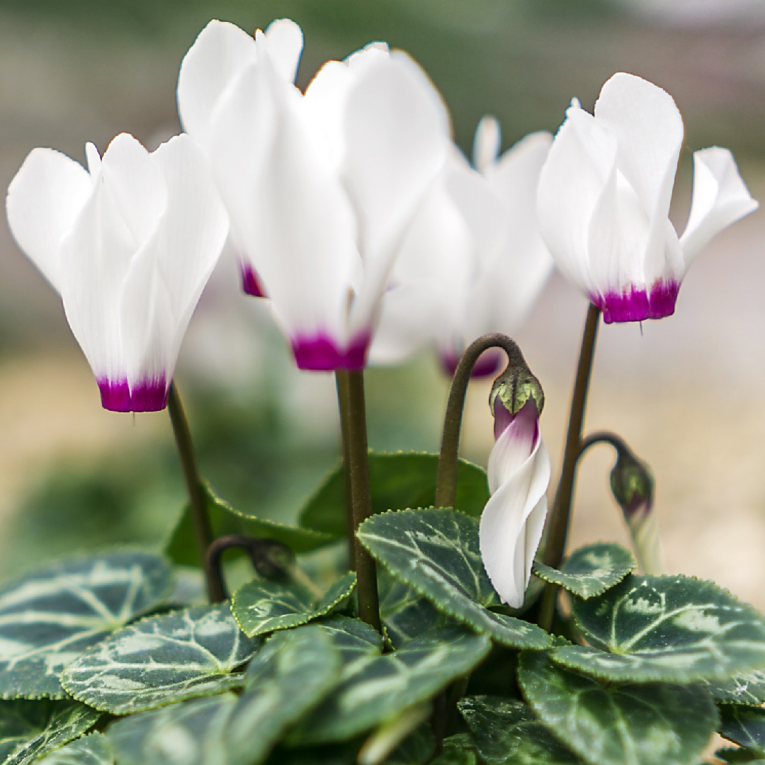 Persian cyclamen (Cyclamen persicum) Flower, Leaf, Care, Uses - PictureThis