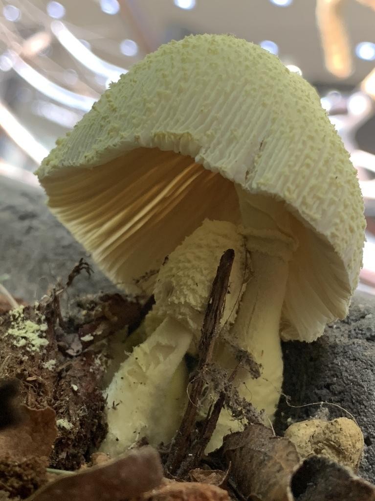 コガネキヌカラカサタケ（黄金絹唐傘茸） (分類, 特徴, 分布, 画像)