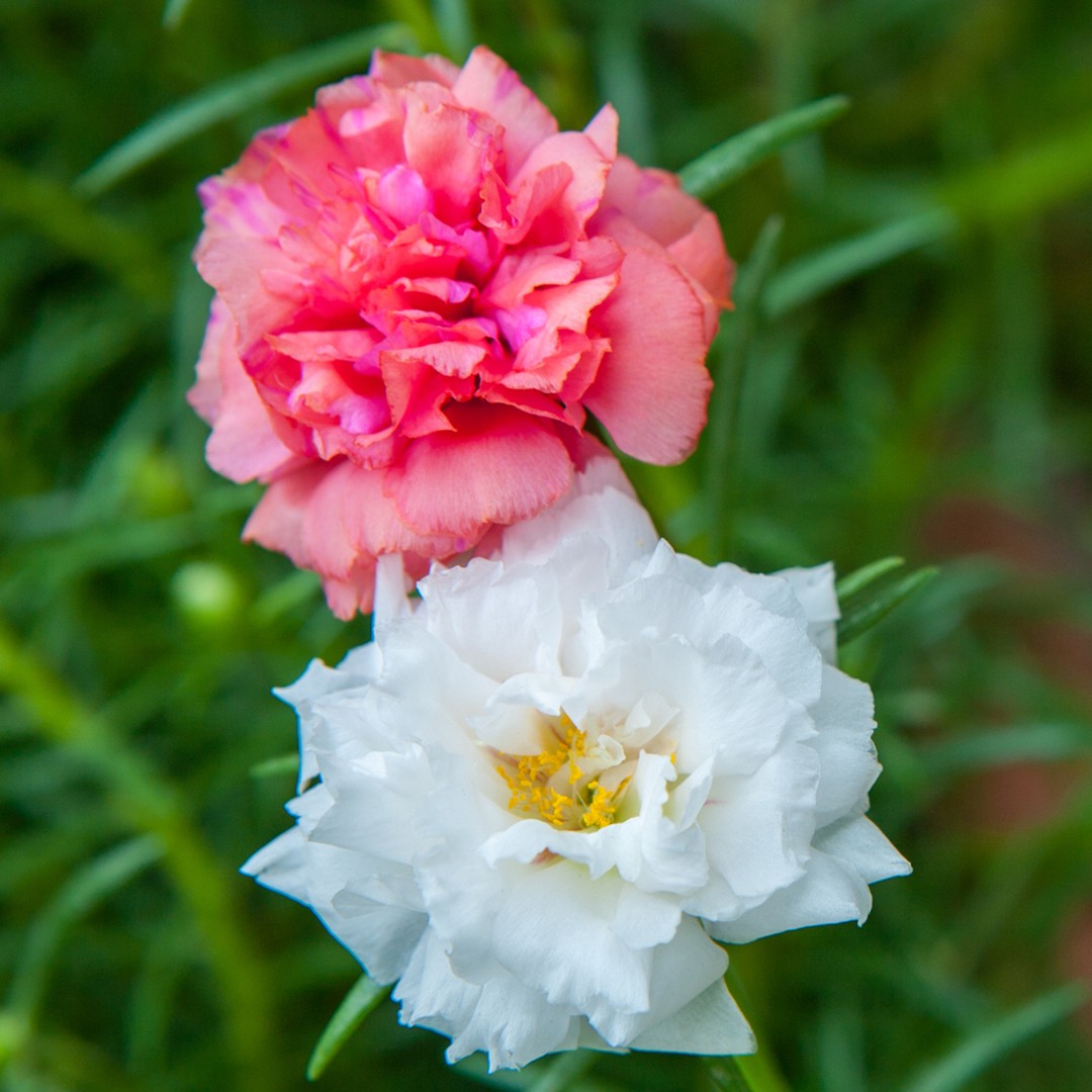 Onze-horas (Portulaca grandiflora) - PictureThis