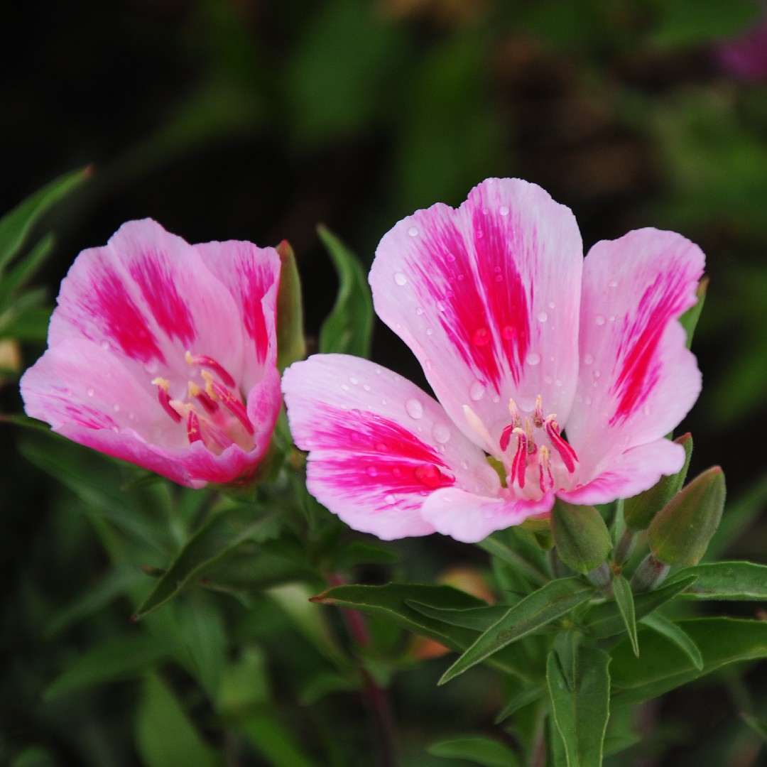 How to Grow Satin Flower (Clarkia amoena)