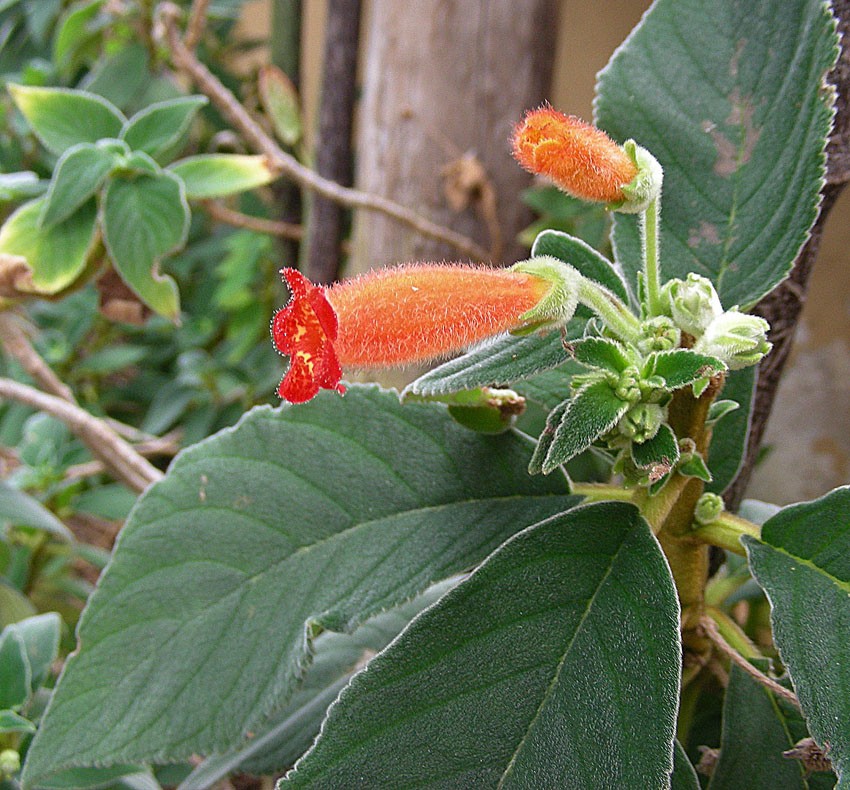 Kohleria (Kohleria) - PictureThis