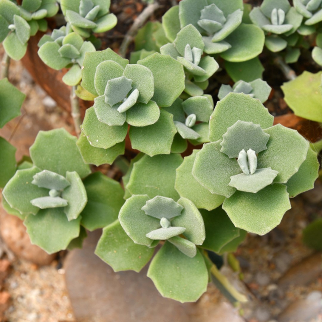 Querer Hambre Riego Kalanchoe millotii - PictureThis