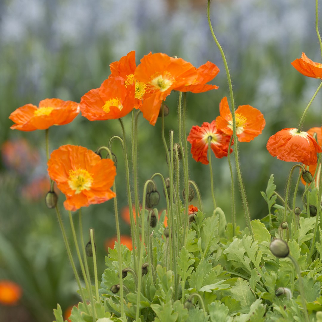 アイスランドポピー Papaver Nudicaule 花言葉 学名 よくある質問 Picturethis