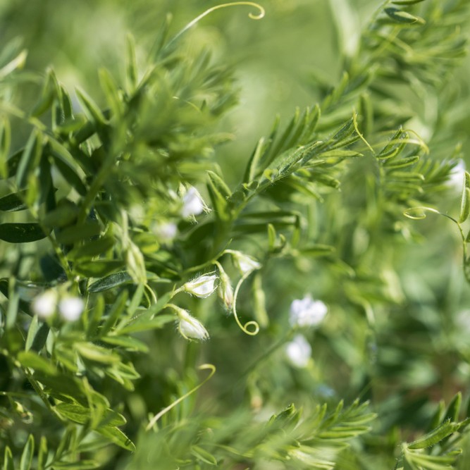 Lens Genus Lentils (Lens) Flower, Leaf, Care, Uses - PictureThis