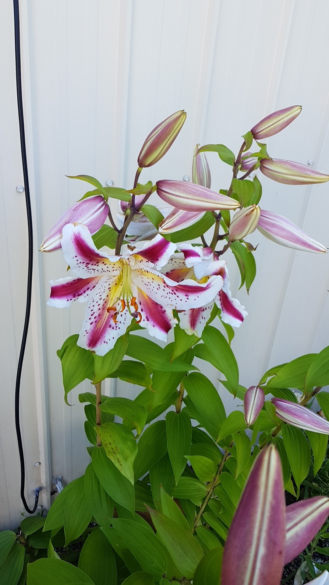 How to identify Showy lily (Lilium speciosum)