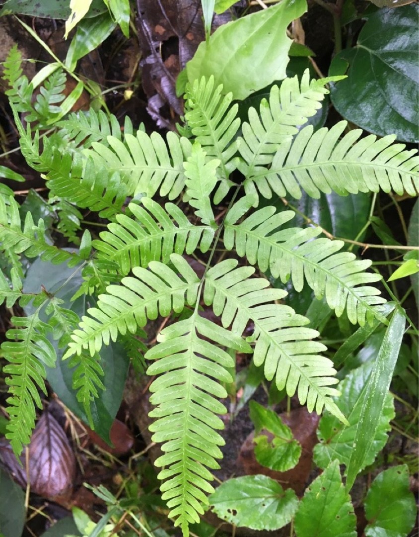 Pteris PictureThis