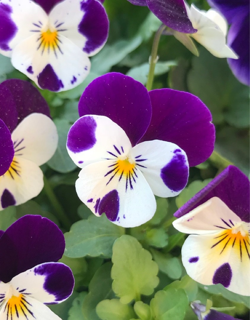 Pensée à corne (Viola cornuta) - PictureThis