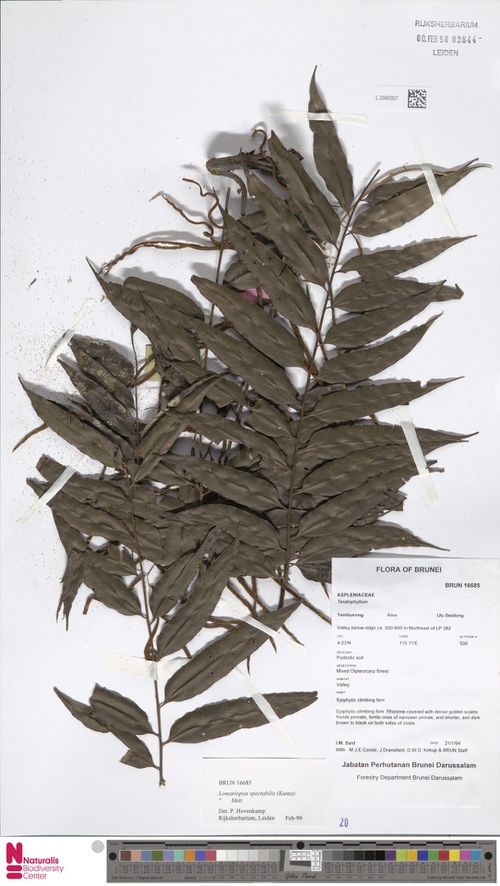 لوماري (Lomariopsis)
