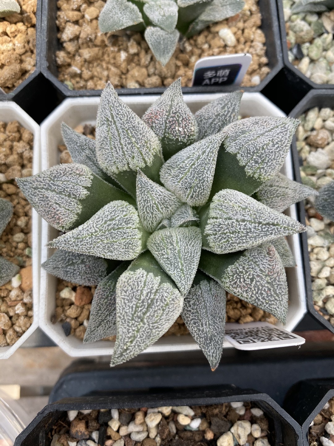 ☆サボテン・多肉植物☆833☆ピグマエア錦 糊斑 大株 Haworthia