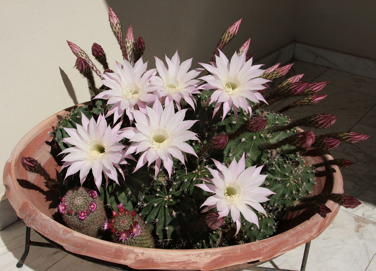 How do you propagate easter Lily Cactus? PictureThis