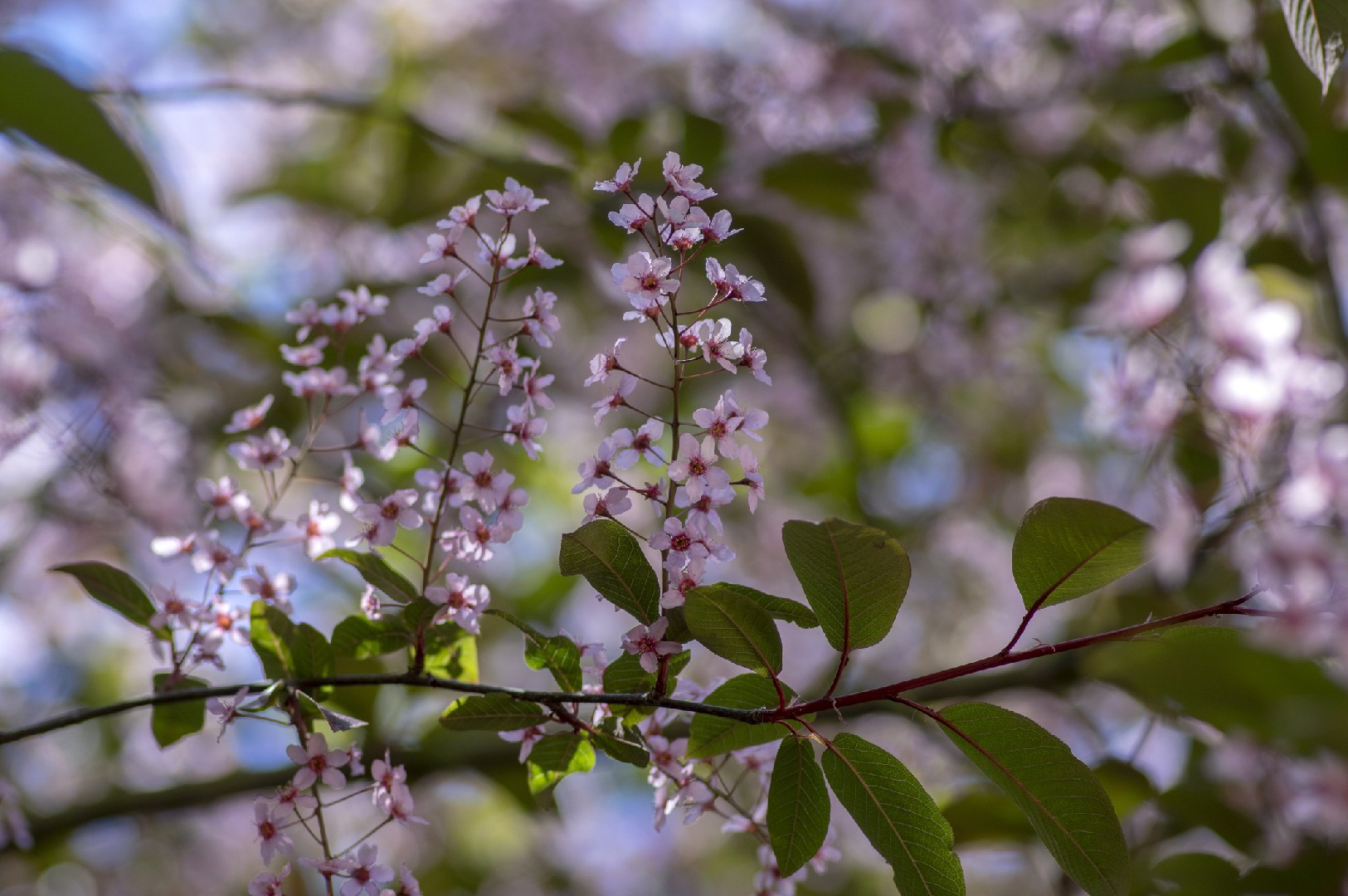 エゾノウワミズザクラ（蝦夷の上溝桜） 'Colorata'の育て方