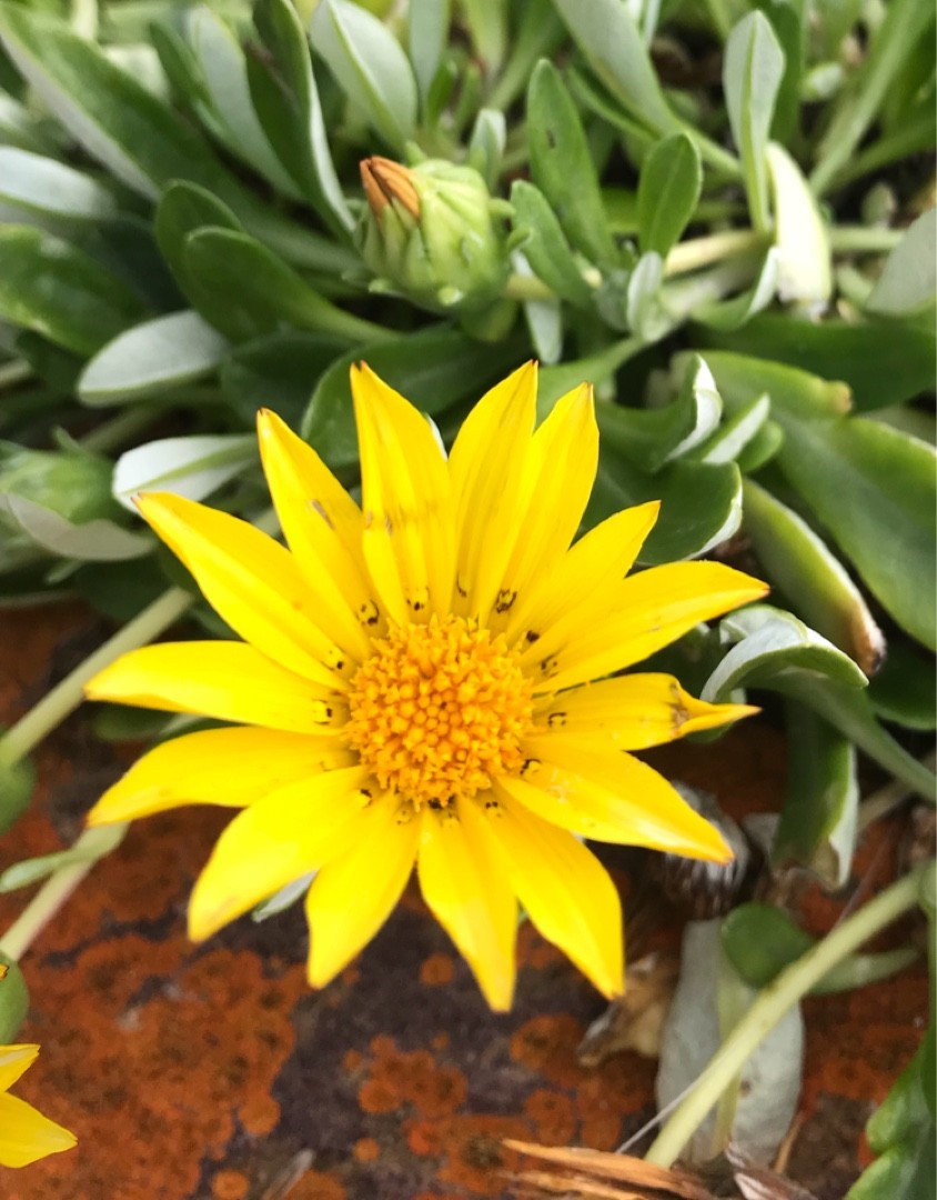 Gazania Rigens Var Uniflora