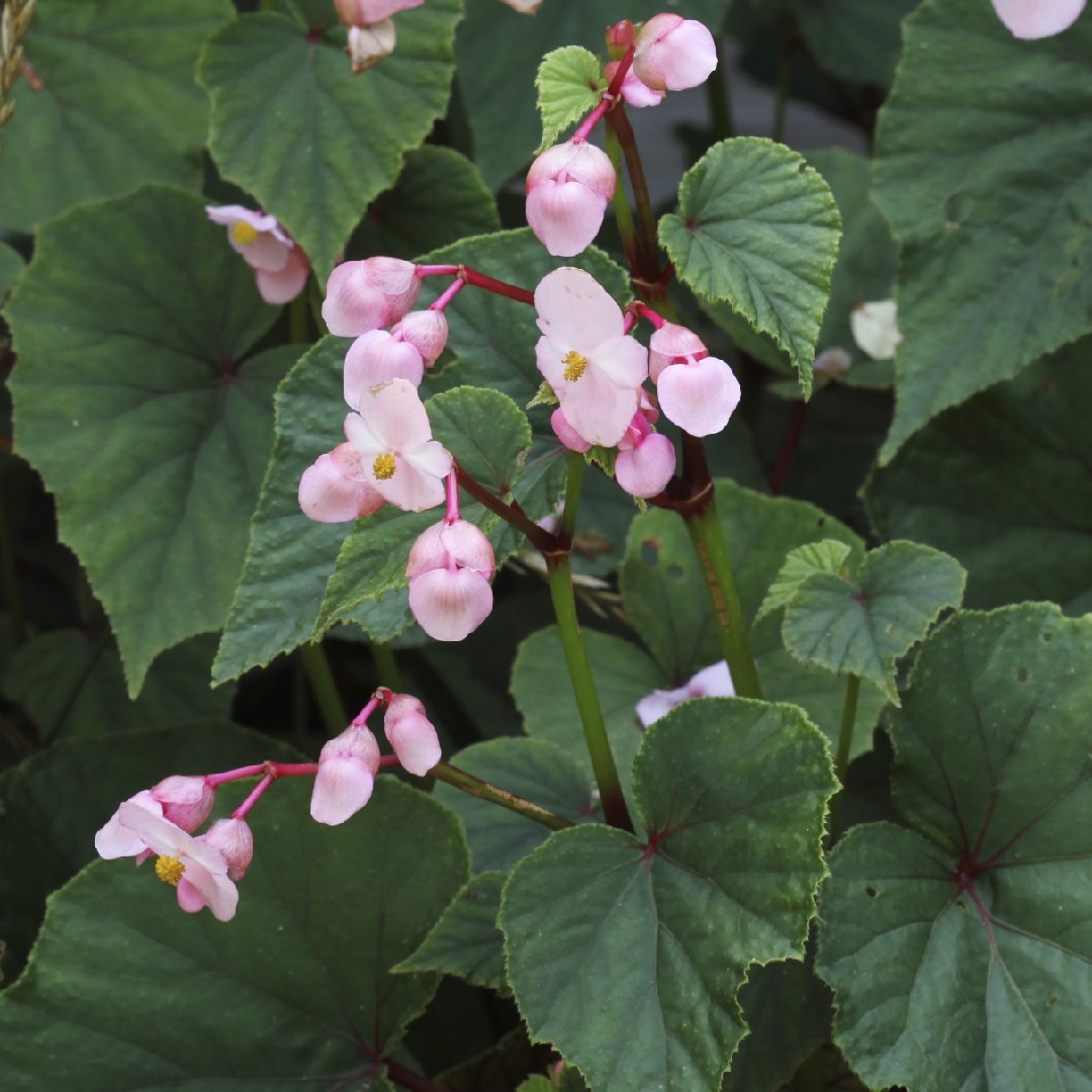 Begônia resistente (Begonia grandis) - PictureThis