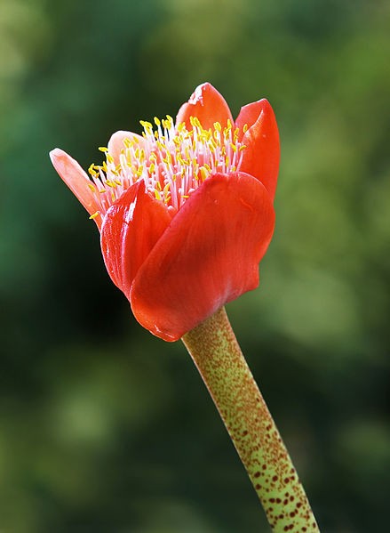 Haemanthus coccineus - Haemanthus coccineus (Cuidado
