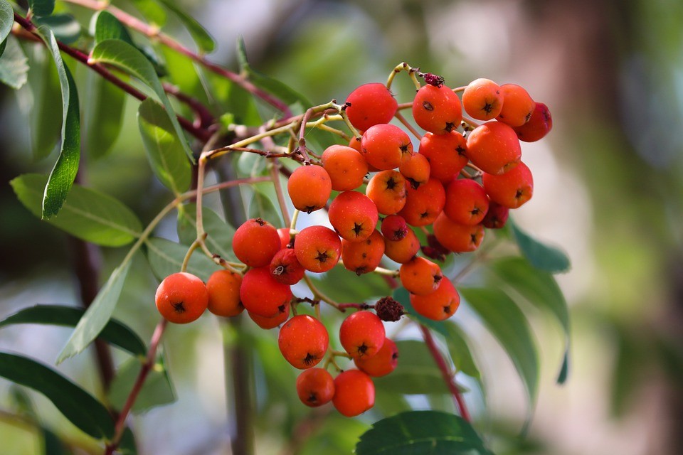 Mountain Ash Tree Berries Poisonous Dogs