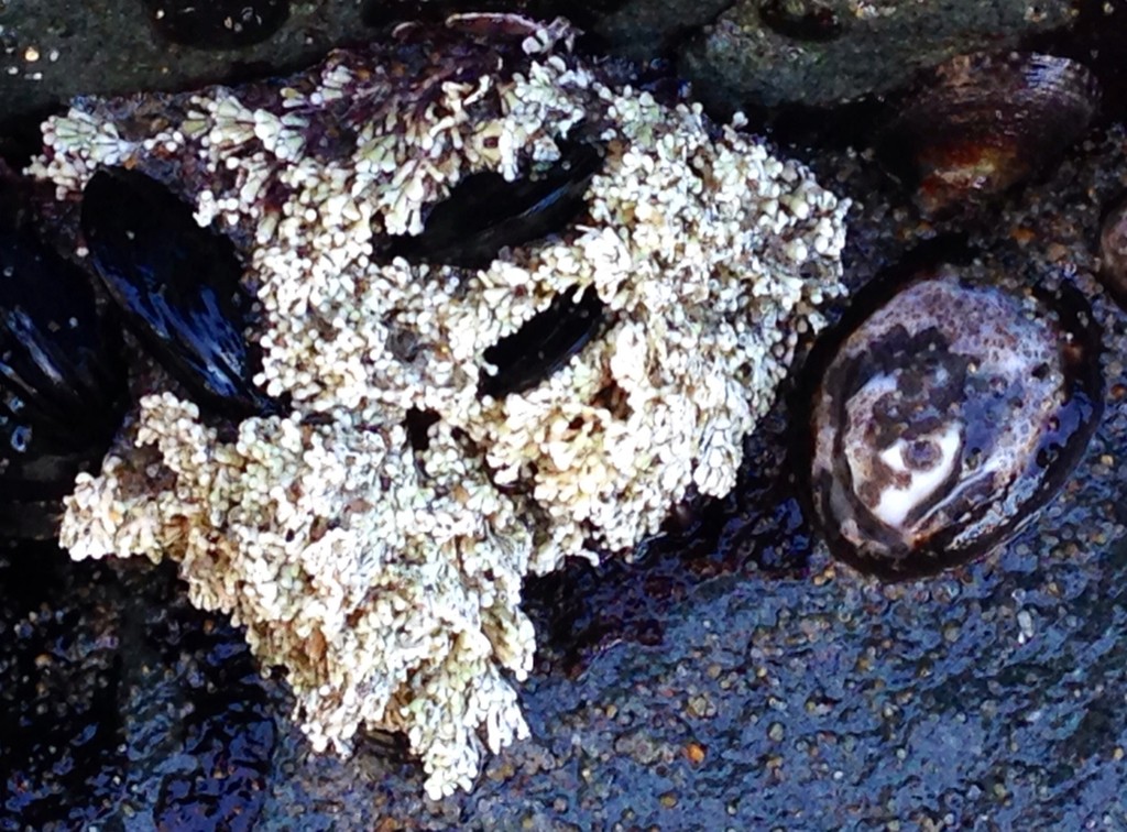 Coralline algae (Corallinales) Flower, Leaf, Care, Uses PictureThis