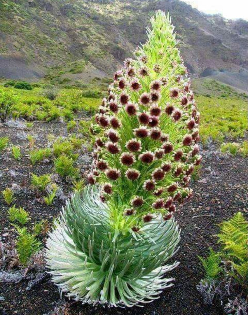 Espadas plateadas (Argyroxiphium)