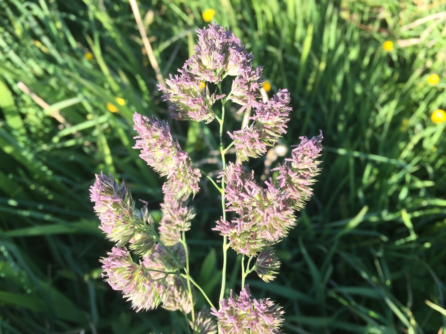 Orchard grass (Dactylis glomerata) Flower, Leaf, Care, Uses PictureThis