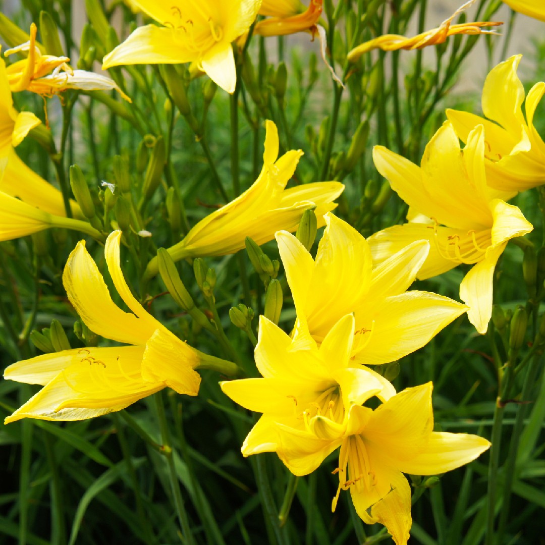 Azucena amarilla (Hemerocallis lilioasphodelus) - PictureThis