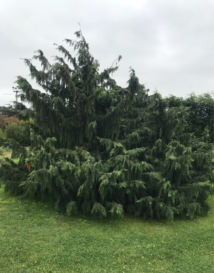 アラスカヒノキ 'Pendula' (Chamaecyparis nootkatensis 'Pendula