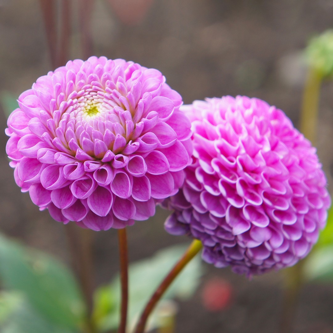 Dahlia : comment le planter et l'entretenir ?