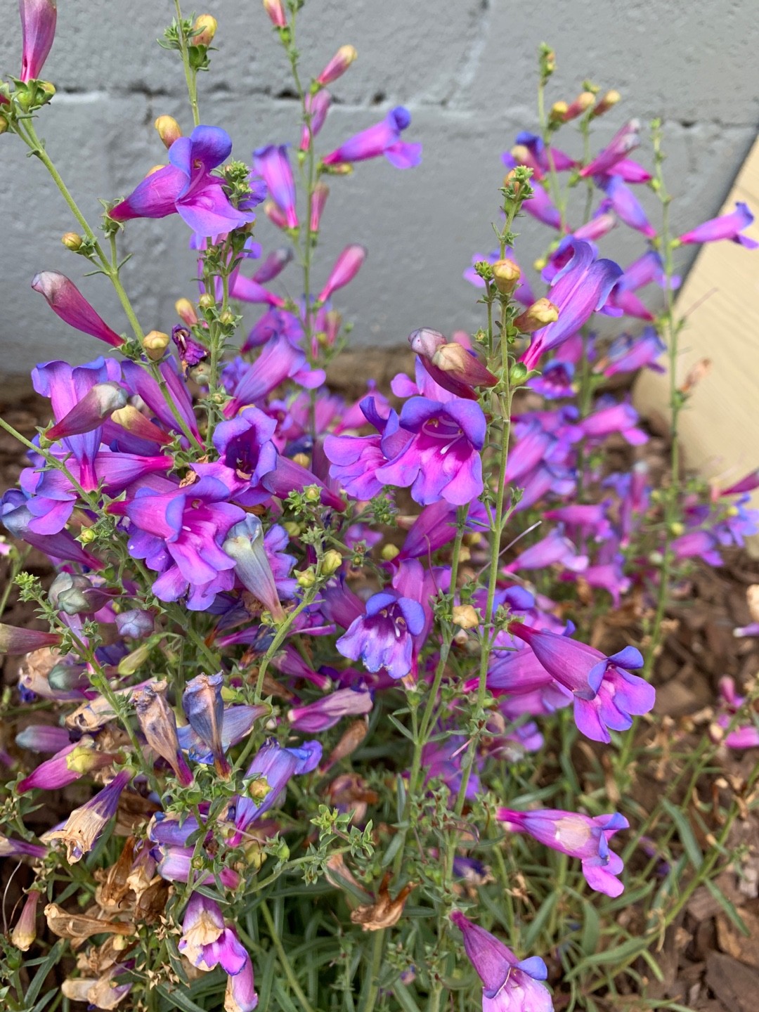 Foothill penstemon 'Margarita BOP' (Penstemon heterophyllus 'Margarita BOP') Flower, Leaf, Care