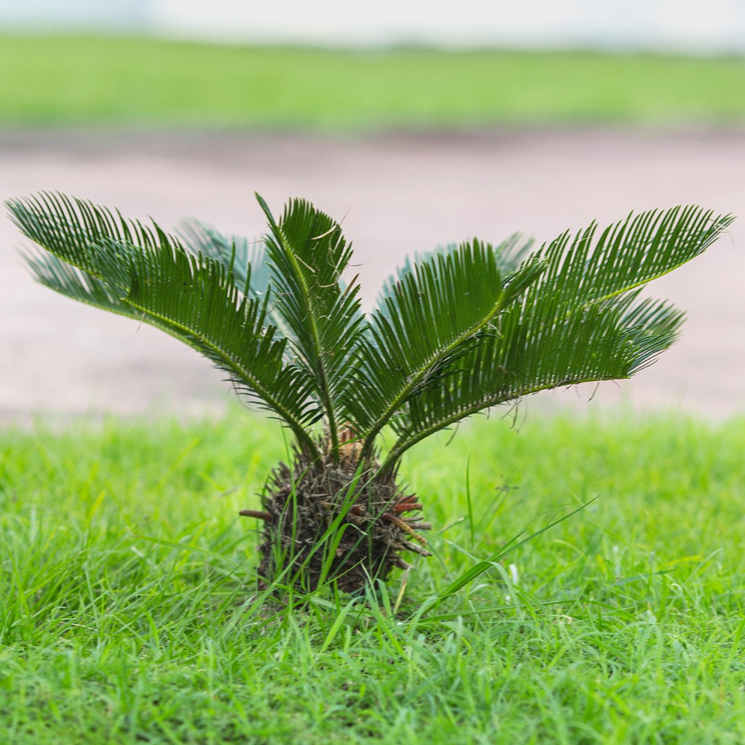 Cycas (Cycas)