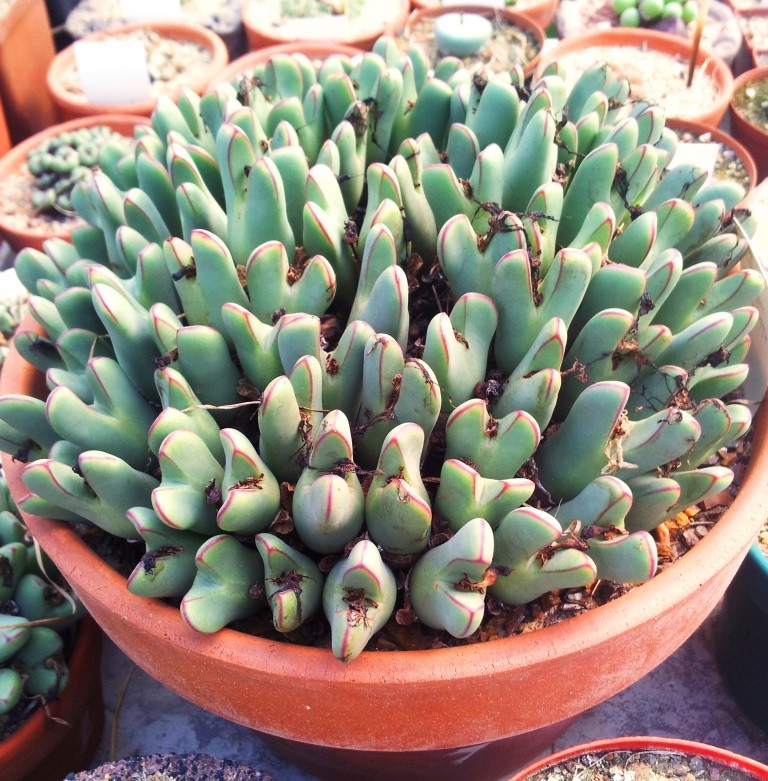 Conophytum bilobumの育て方・栽培方法