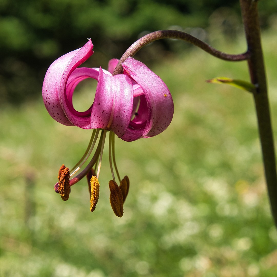 Martagon lily