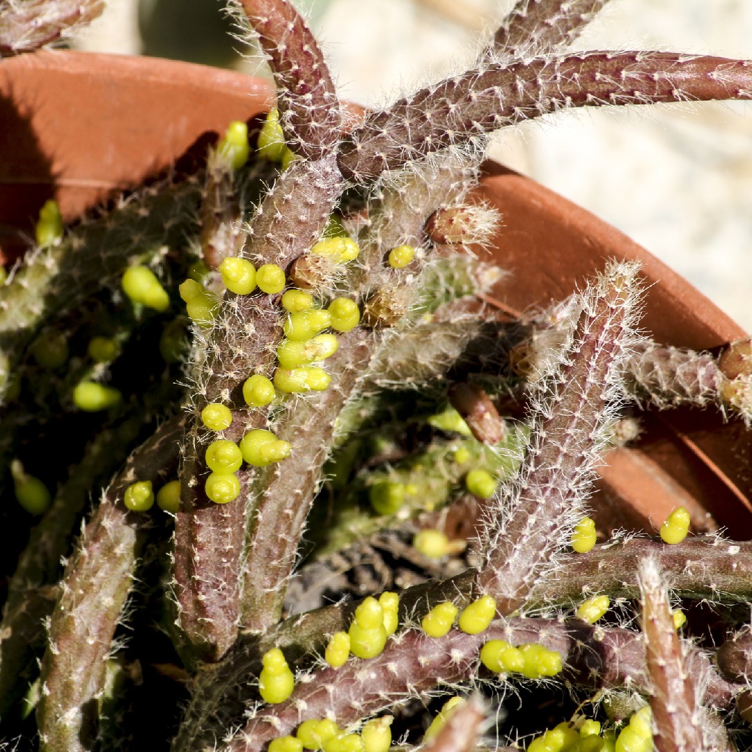 Réaliser un jardin de cactus en 6 étapes - Atypic