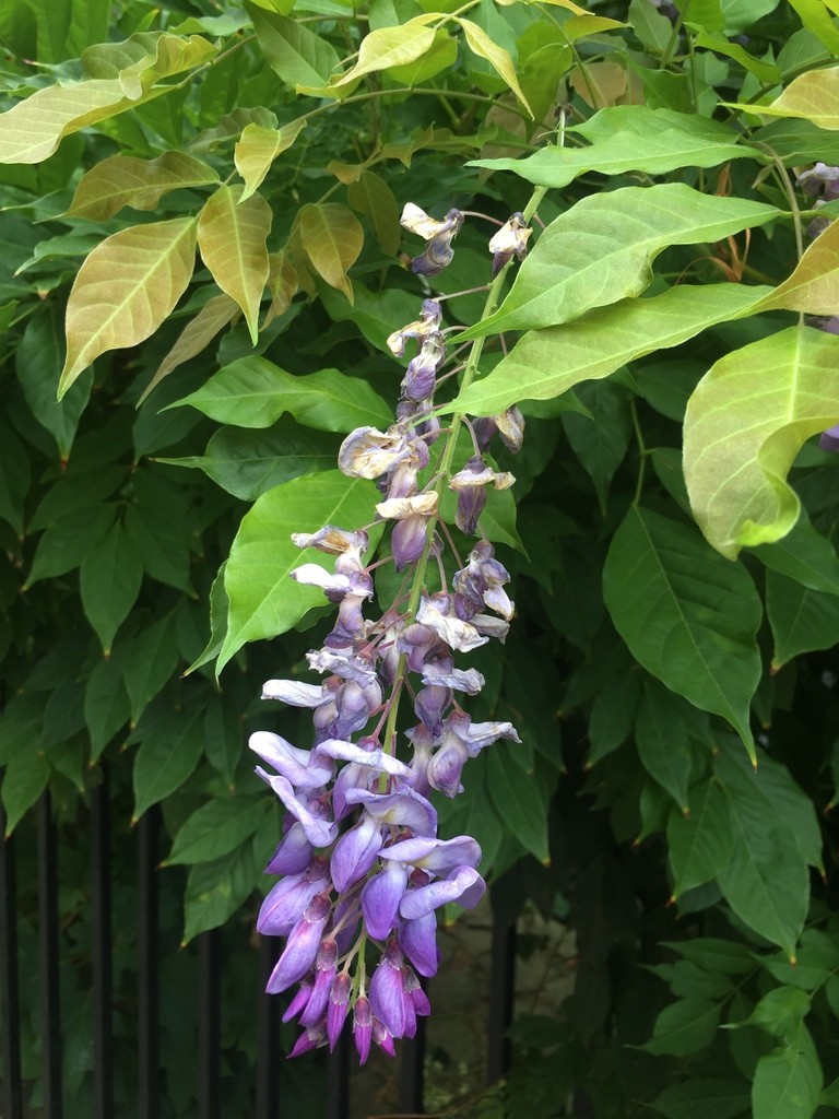 Chinesischer Blauregen - Wisteria sinensis (Pflege, Merkmale, Blume,  Bilder, Giftig)