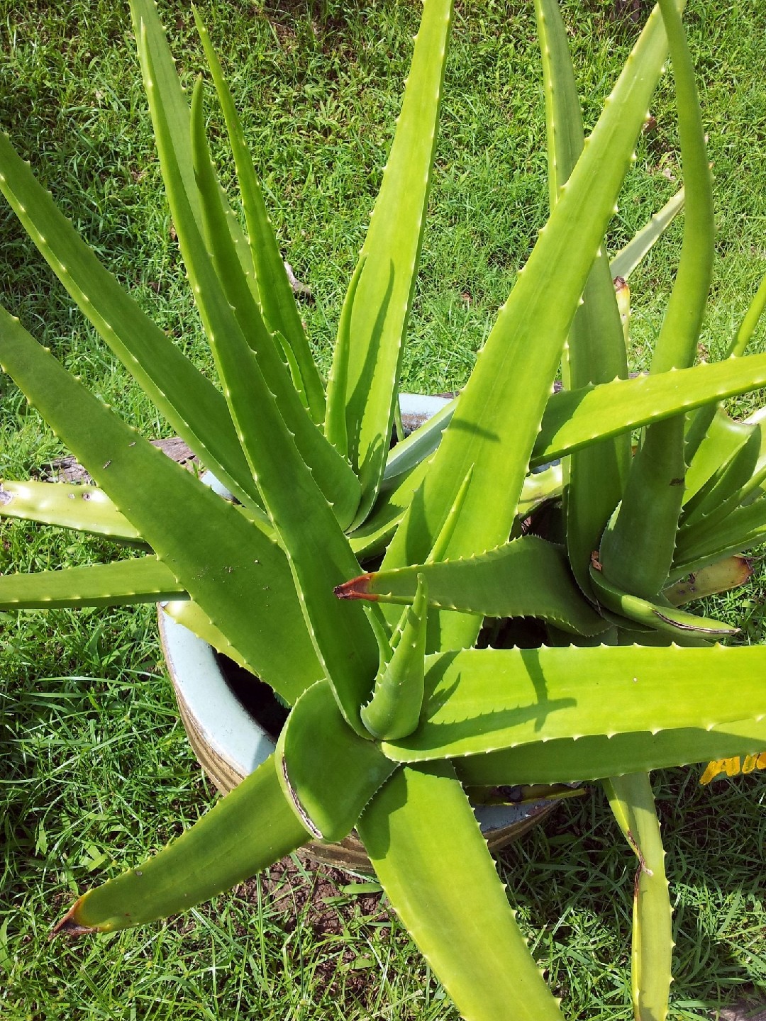 Aloe vera - Aloe vera (Care, Characteristics, Invasive, Images, Toxic)