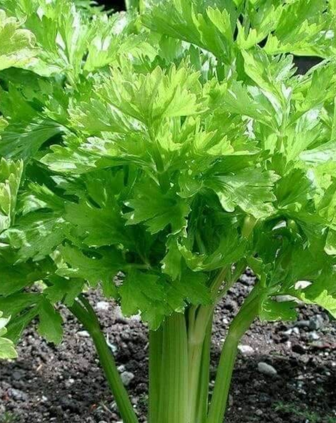 オランダミツバ属 Apium 花言葉 毒性 よくある質問 Picturethis