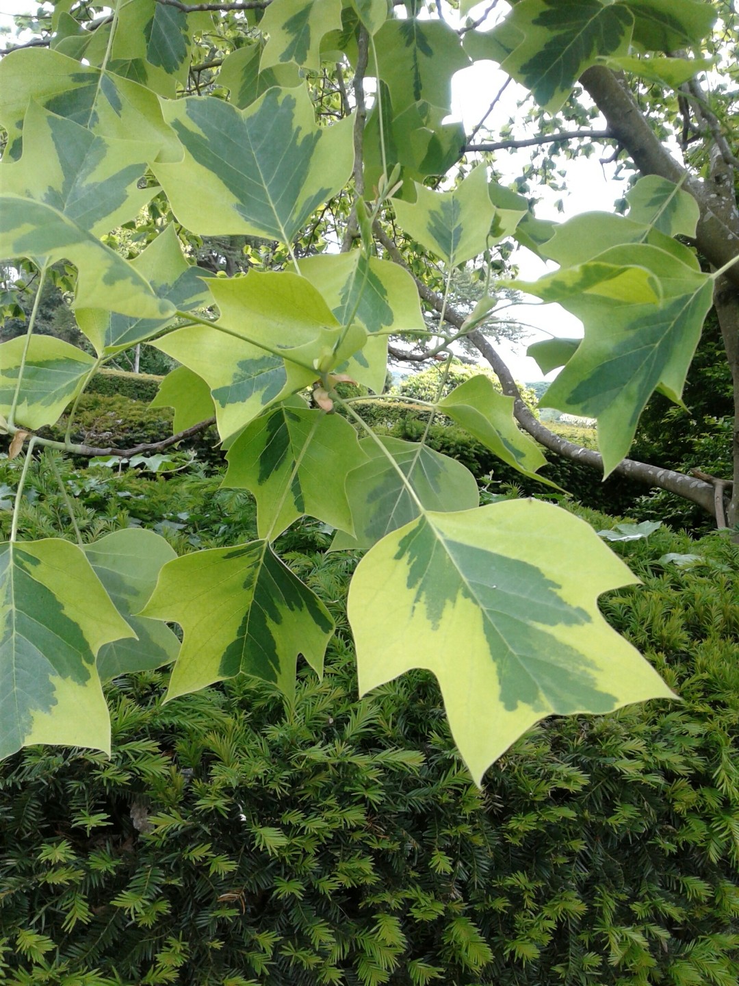 식물 그리고 책으로 가치(같이) 성장하는 엉클영 (@uncle_young_) • Instagram photos and videos, image size:1080x1440