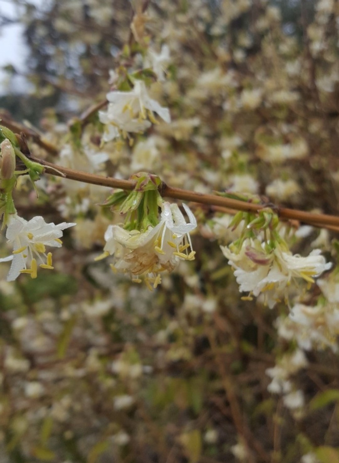 Wie man Lonicera  purpusii 'Winter Beauty' anbaut und pflegt