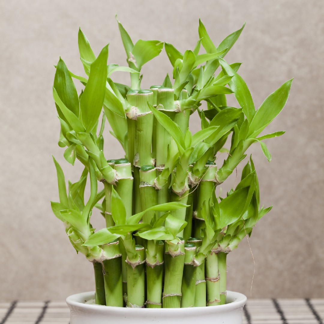 Drachenbaum, Glücksbambus, Dracaena sanderiana